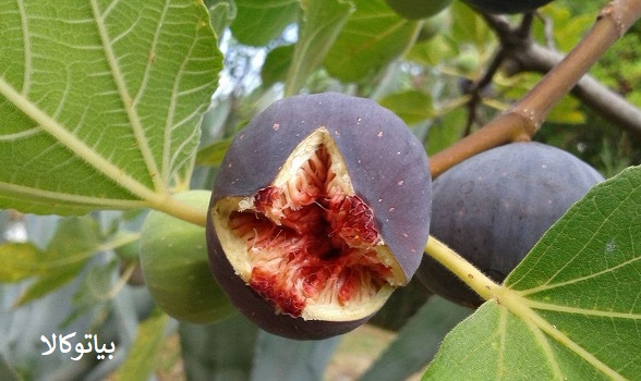 کشات درخت انجیر در مشهد
